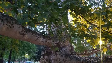 old platanus tree belgrade