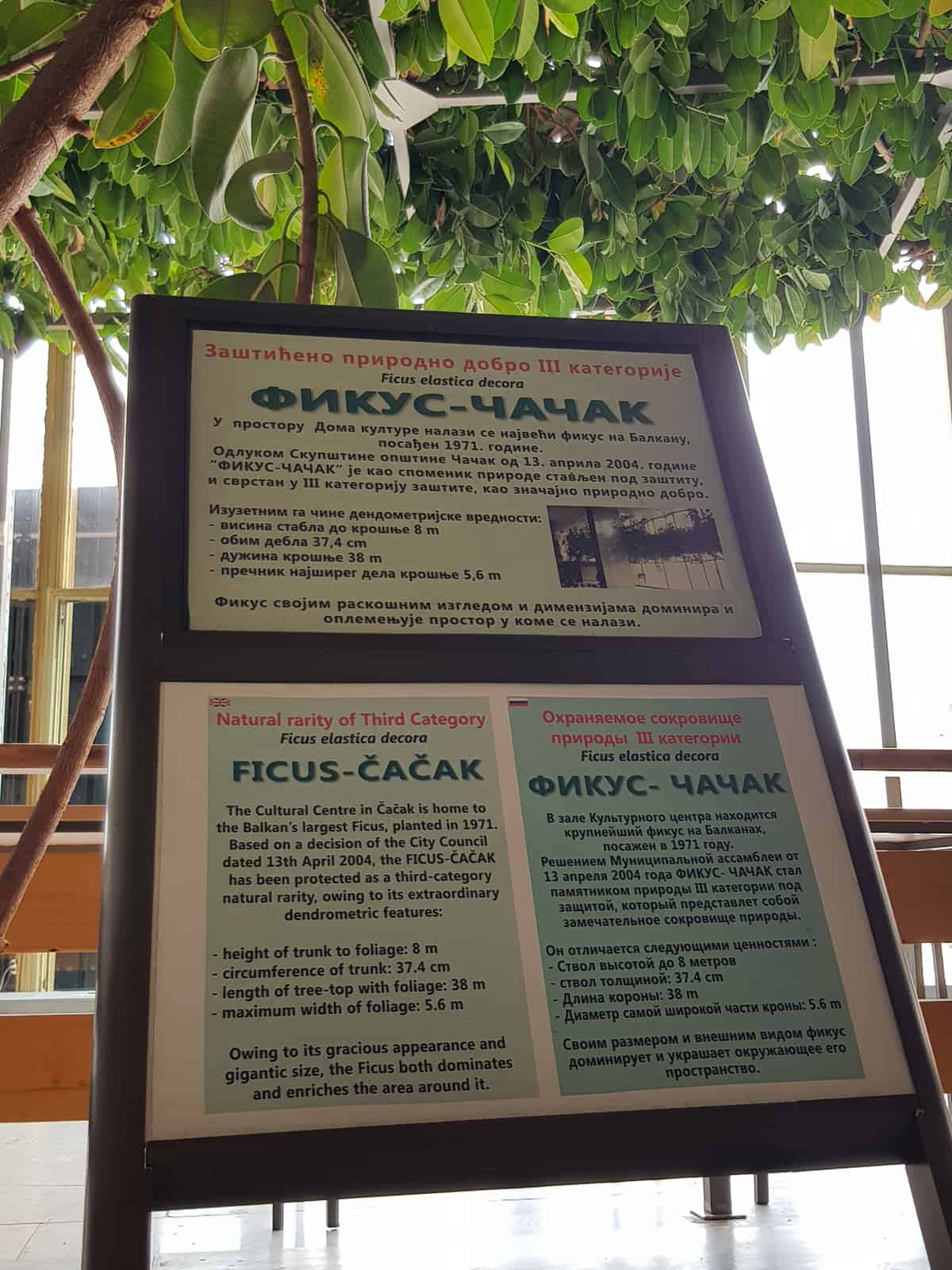 giant ficus cacak serbia biology