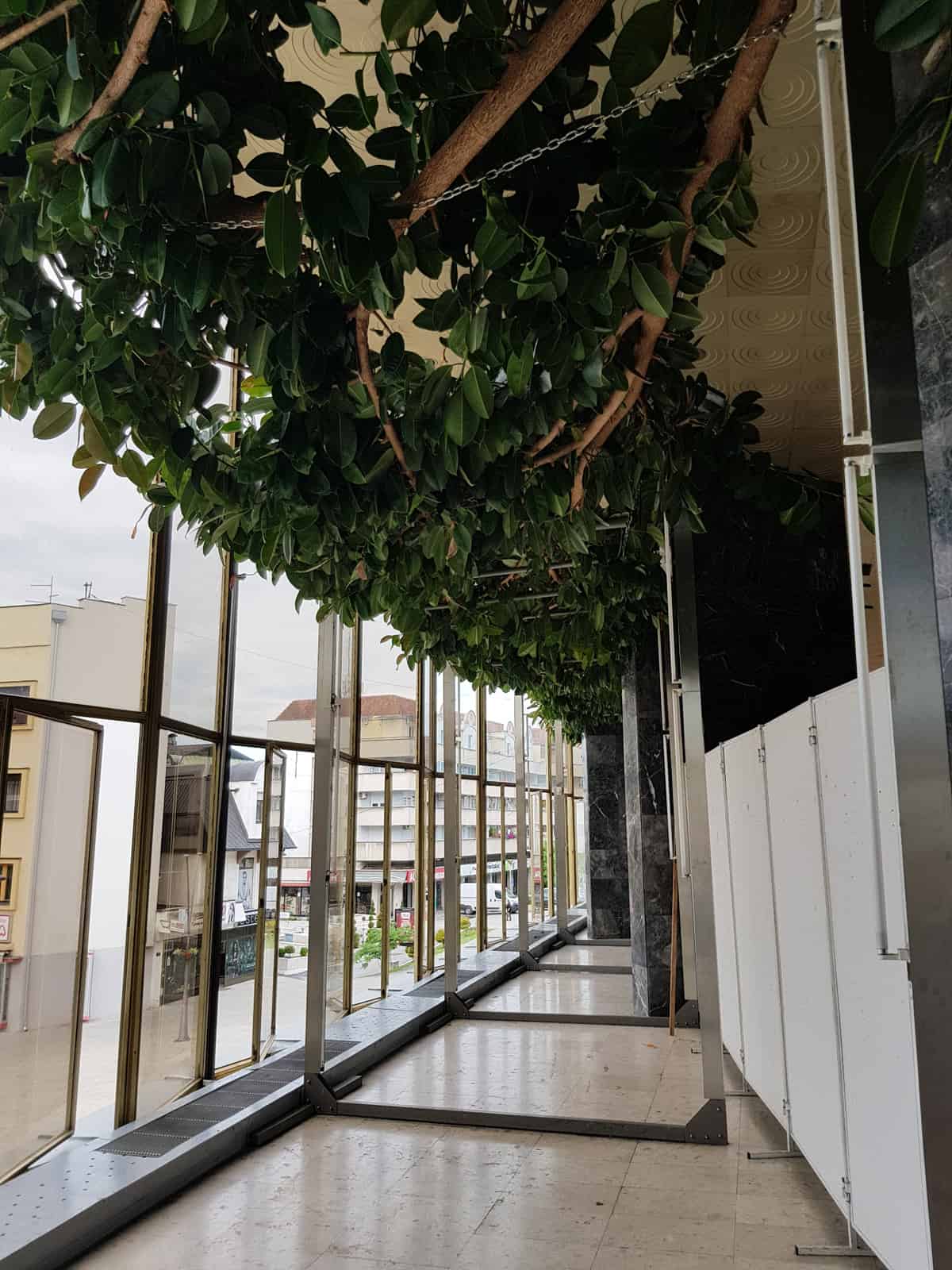 giant ficus cacak serbia cultural center