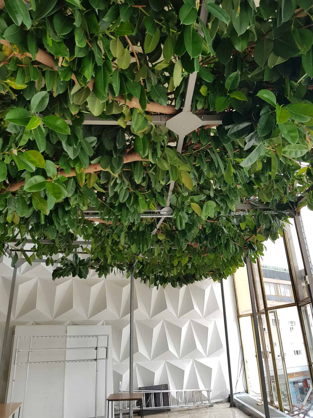 giant ficus cacak serbia plant