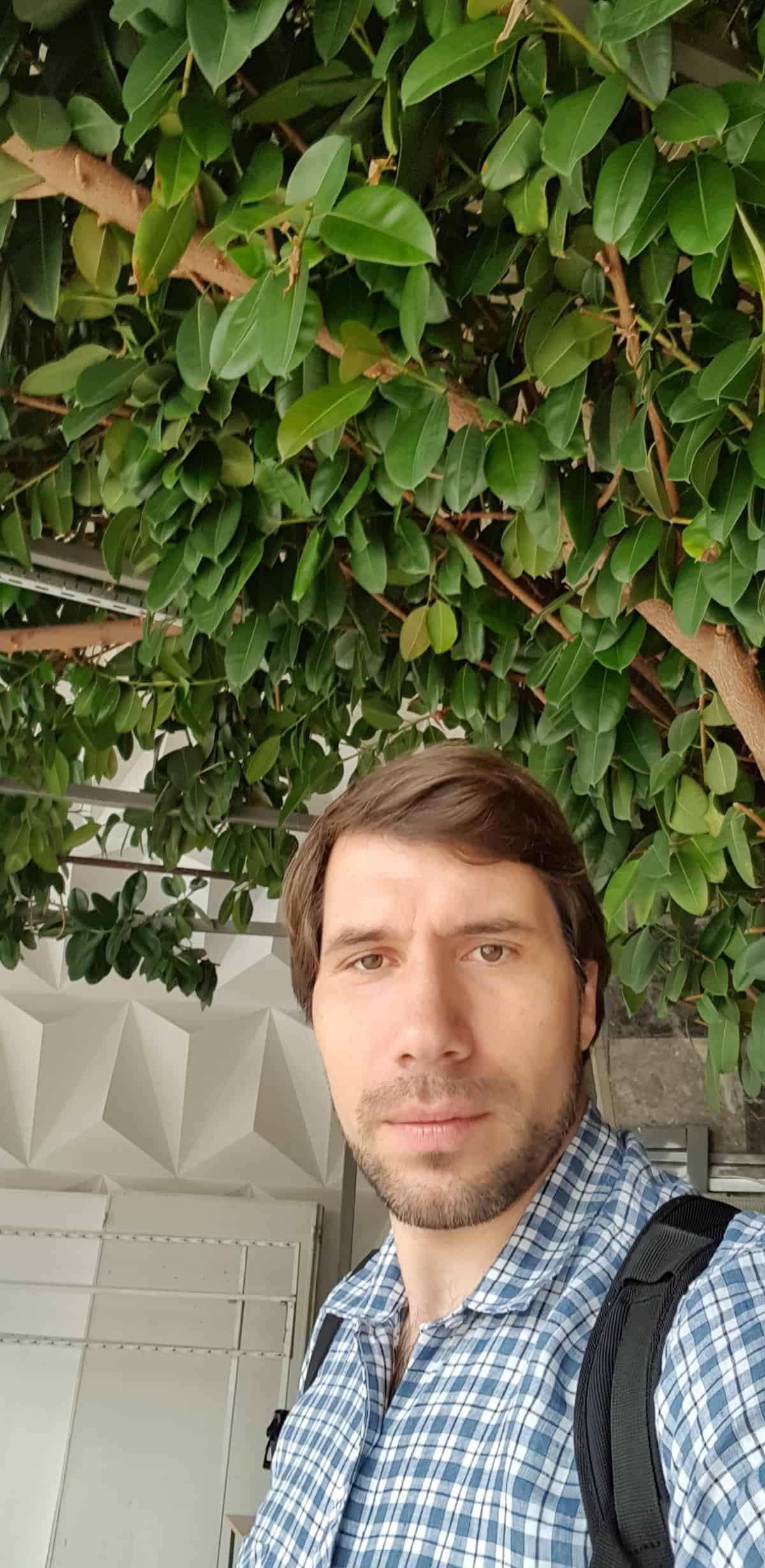 giant ficus cacak serbia shade