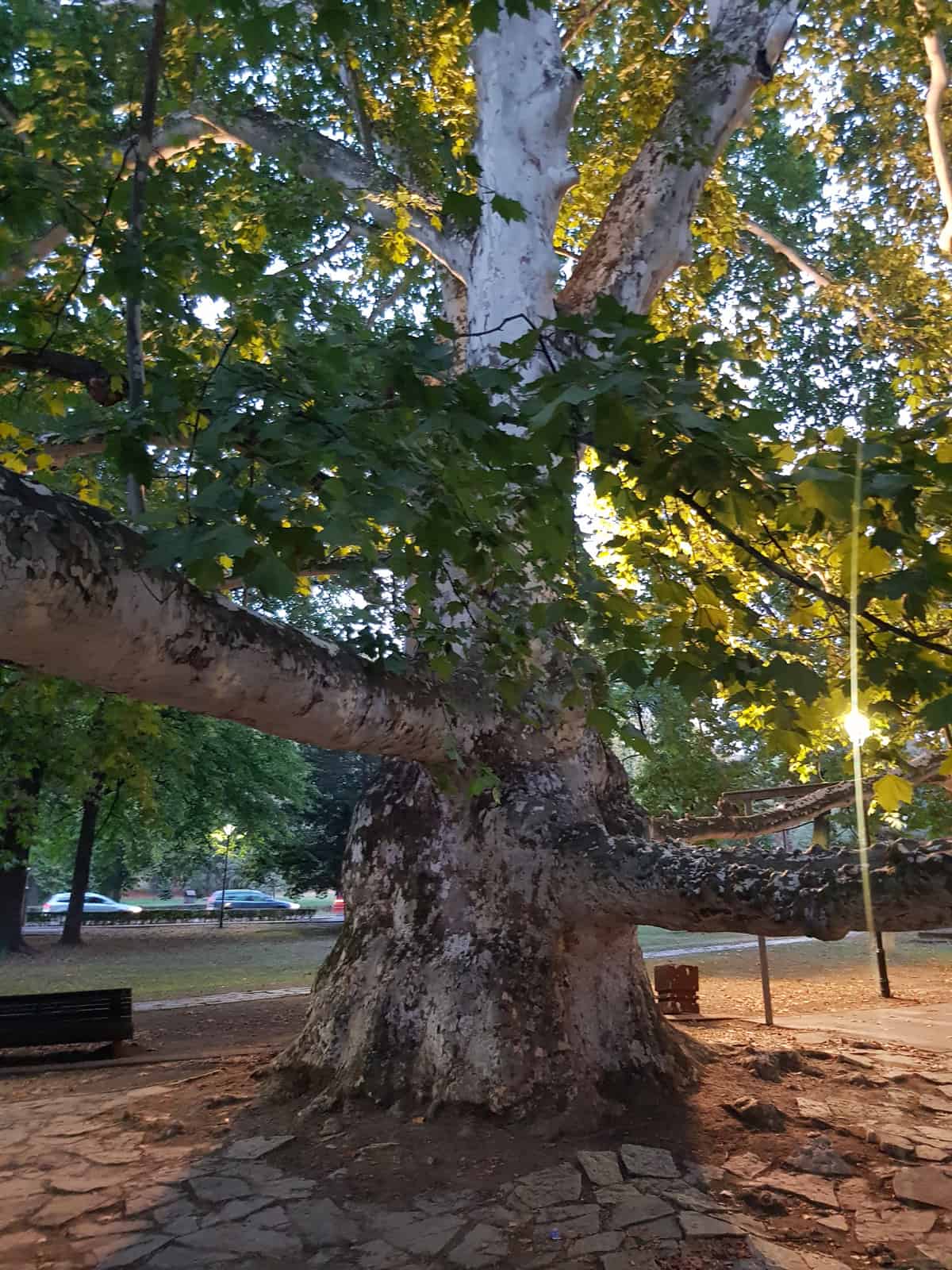 old platanus tree belgrade