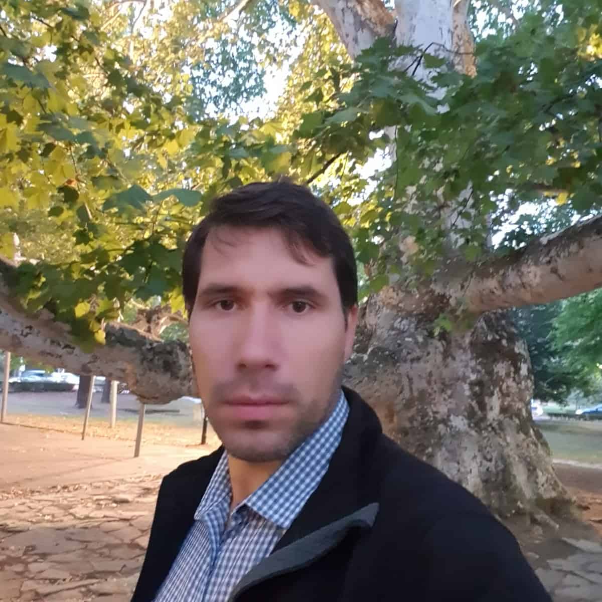 old platanus tree belgrade nature