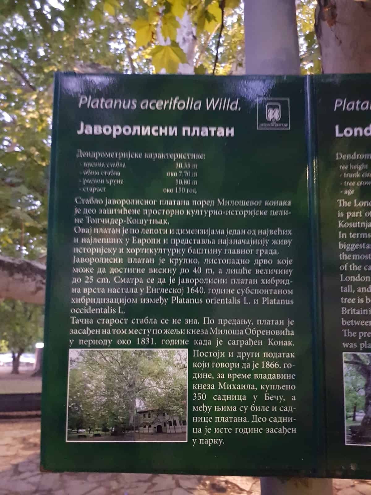 old platanus tree belgrade topcider