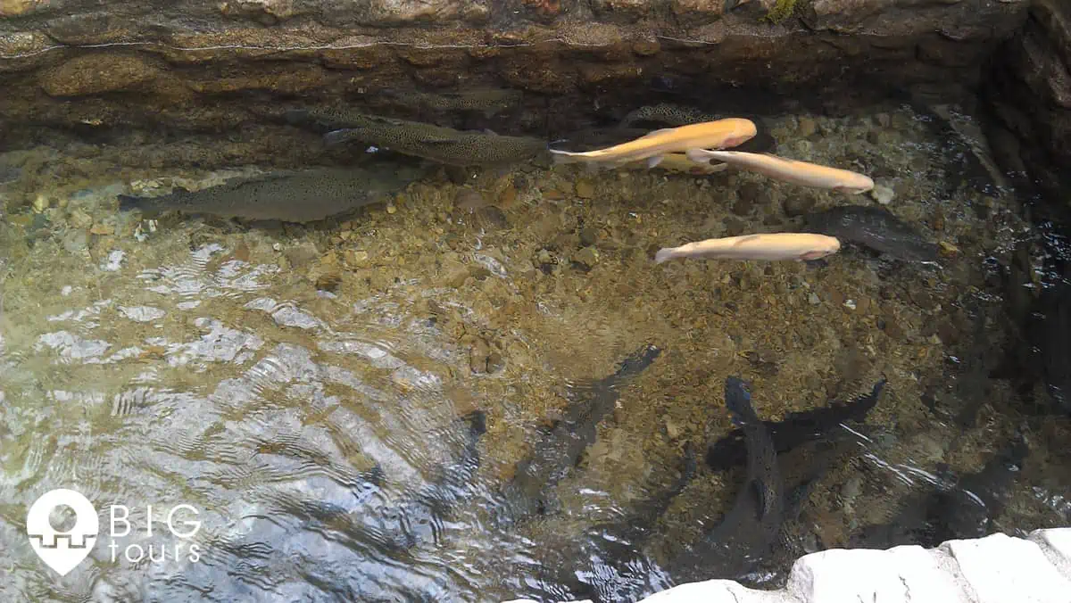 trout serbian food bigtours