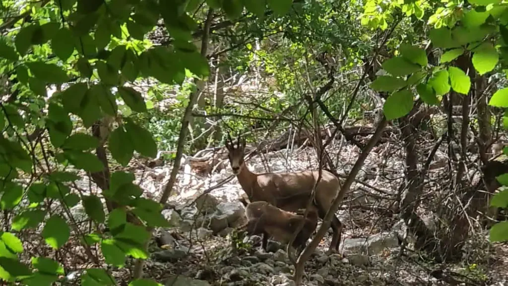 Lazar gorge chamois big tours